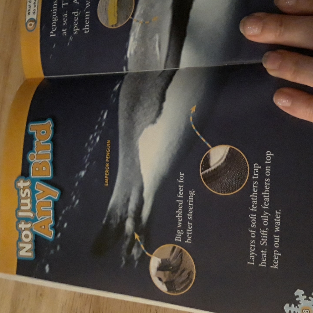 National Geographic Kids Schilastic Penguins Magazine Scienece Level 2 reader - Picture 6 of 9